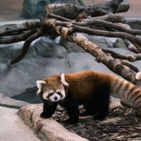 評論圖片 3