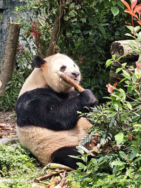 Panda Valley Tickets [2026] - Promos, Prices, Reviews & Opening