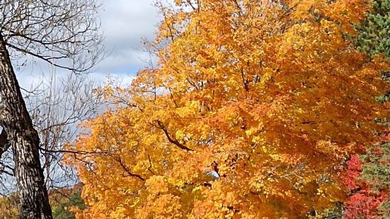 加蒂诺国家公园儿，我们是秋天去的很美呀；这个公园很大，你就是
