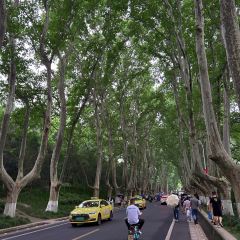 Nanjing Impressions  (Zhongshanling) User Photo