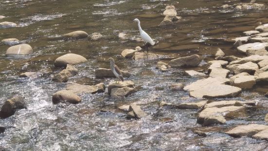 深圳中心公园是一处独特而美丽的地方，它位于深圳市的中心地带。