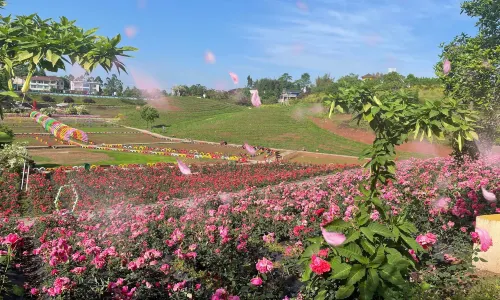 百萬玫瑰成長田園