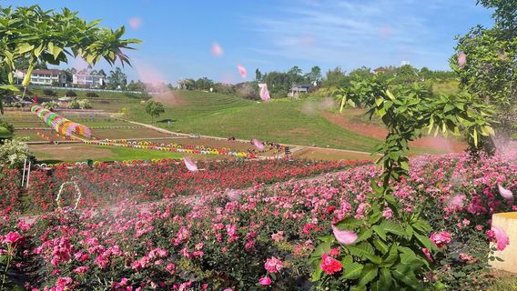 Million Roses Dream Garden