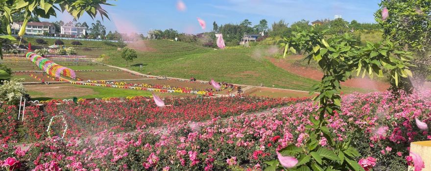 Million Roses Dream Garden