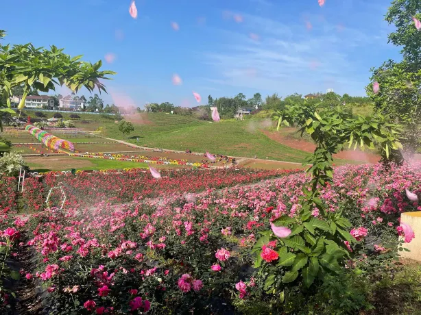 Million Roses Dream Garden