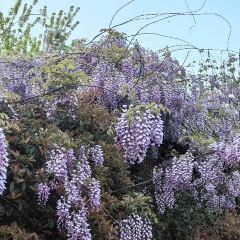 太白山無山居温泉度假酒店·伴山云味 여행 사진