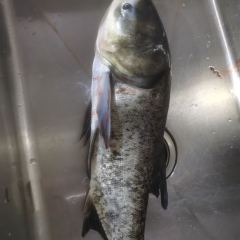 大金湖鱼味馆 User Photo