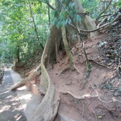 热带雨林望天树景区 User Photo