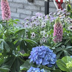 Peking Garden User Photo