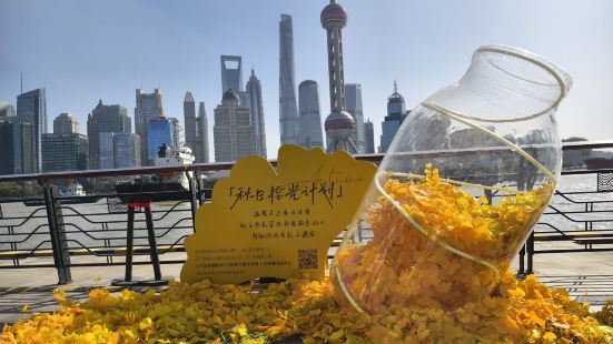 北外滩真是时时刻刻都会给人带来惊喜，在这深秋时节，除了金黄的