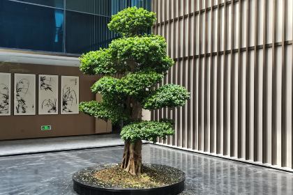 古蔺云弦大酒店·餐厅