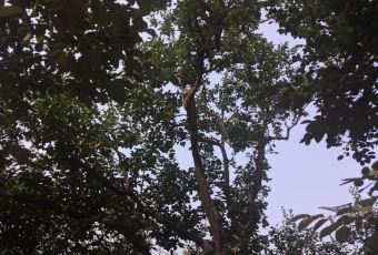 神星柿子沟 User Photo