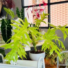 柒玥咖啡 User Photo