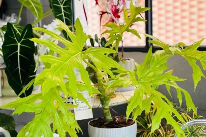 新丰县柒玥咖啡厅