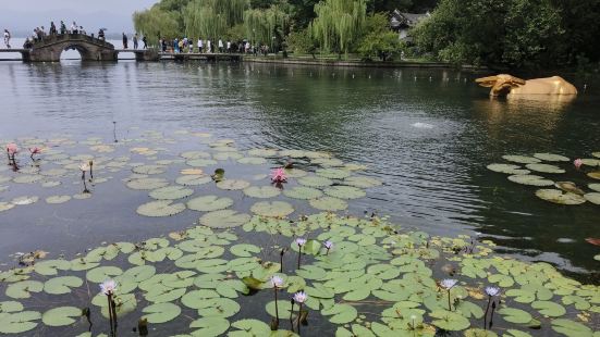 20230924上午：1、涌金池位于5A景区杭州西湖中的涌金
