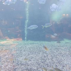三亞亞龍灣迎賓館·海洋主題海藍餐廳張用戶圖片