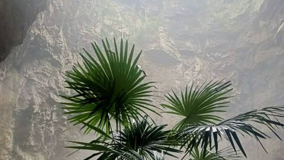 yao tian yan tian keng