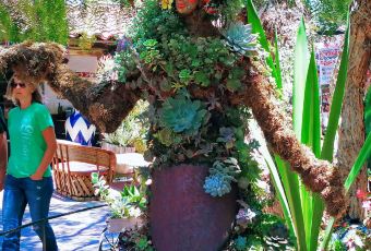 Fiesta de Reyes User Photo