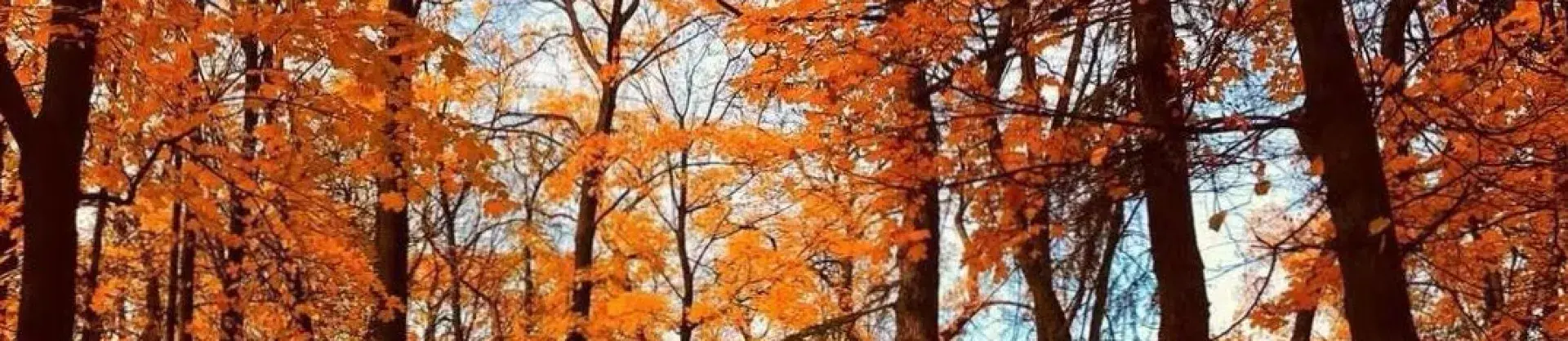 Fall Viewing Attractions