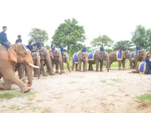 Elephant town
