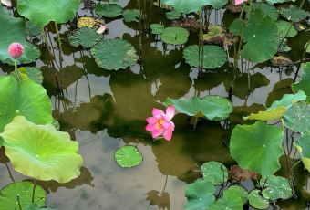 开封建业铂尔曼酒店 · 铂尔曼咖啡厅 User Photo