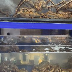 东海滙舟山海鲜(南京西路店) User Photo