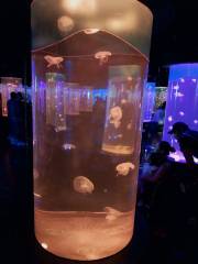 Jellies Exhibit