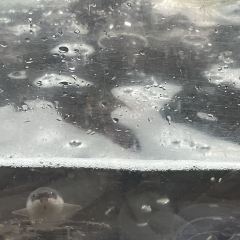 哲平鳗满·活烤鳗鱼(正大广场店) User Photo