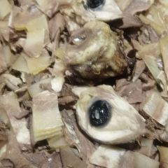 张家牛杂汤(花土沟店) User Photo