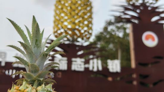 中国菠萝看广东 广东菠萝看徐闻 徐闻县是全国最大的菠萝产区 