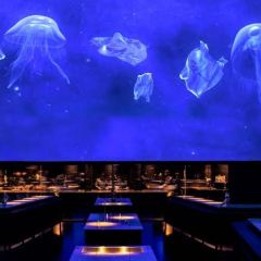 ALCHEMIST User Photo