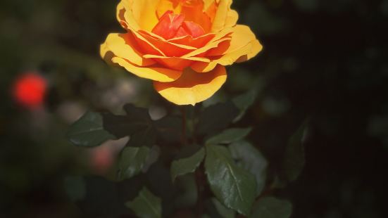 台北玫瑰園春季玫瑰花季（展期至3/31日），園中展示為數眾多