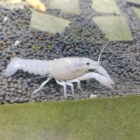 評論圖片 5