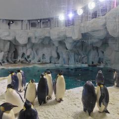 Emperor Penguin All Day Dining User Photo