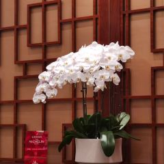 Shang Palace 여행 사진