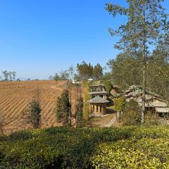 大地茶海餐廳張用戶圖片