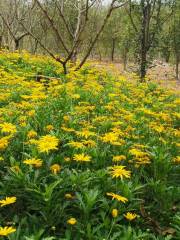 東興長江森林公園