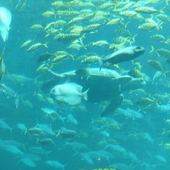 Aqua - Aquarium Restaurant 여행 사진