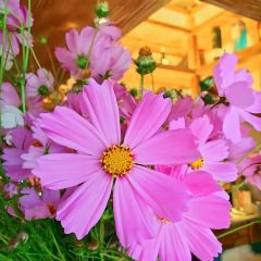 茶马二当家·云南菜·庭院餐厅 User Photo