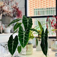 柒玥咖啡 User Photo