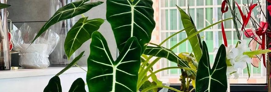 新丰县柒玥咖啡厅