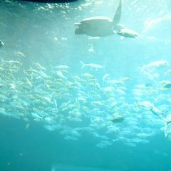 Aqua - Aquarium Restaurant 여행 사진