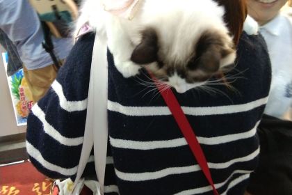 蜜雪冰城(汉正古镇店)