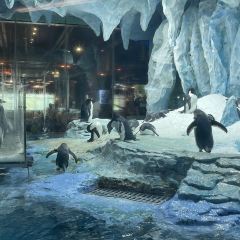 Emperor Penguin All Day Dining User Photo