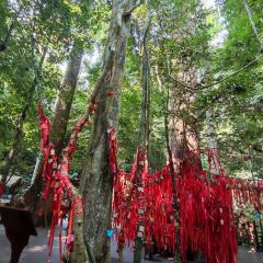 热带雨林望天树景区 User Photo