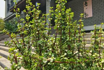 云海人家饭店 User Photo