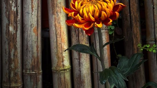 2024士林官邸菊展，即將於11/29日開幕，趁著正式開展前