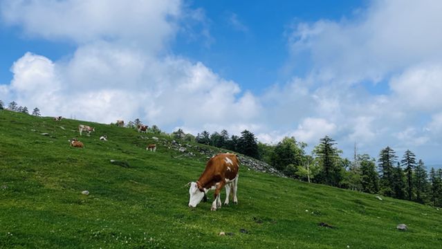 lao tu ding cao yuan jing qu