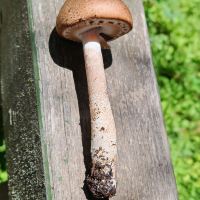 評論圖片 4