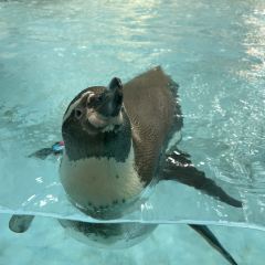 Emperor Penguin All Day Dining User Photo
